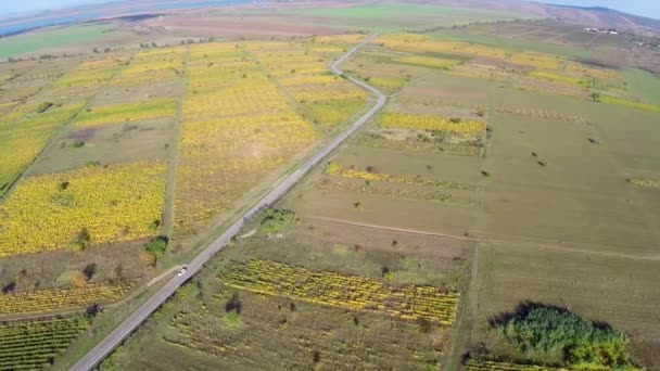 Krajobraz pięknych winnic w kolory jesieni, widok z lotu ptaka — Wideo stockowe