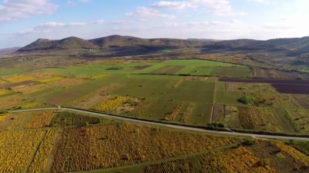 Hermoso paisaje de viñedos en colores de otoño, vista aérea — Vídeos de Stock