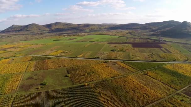 Красивые виноградники пейзаж осенью цвета, вид с воздуха — стоковое видео