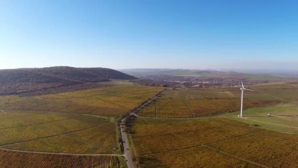 Красиві виноградники ландшафт в осінніх тонах, вид з повітря — стокове відео