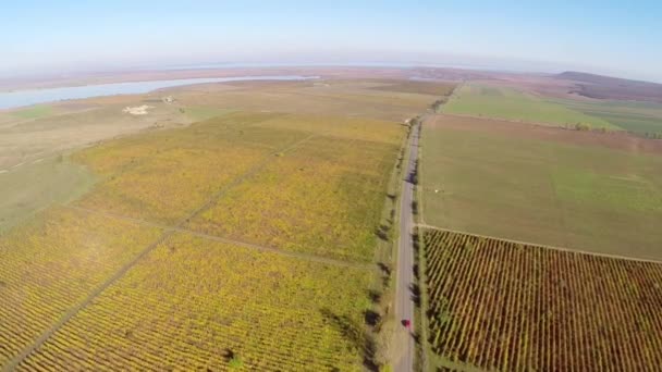 Camino de campo a través de los viñedos en colores de otoño, vista aérea — Vídeos de Stock