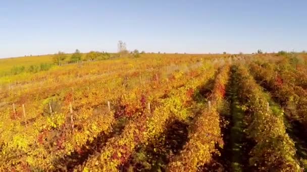 A gyönyörű szőlőültetvények táj őszi színek, légifelvételek — Stock videók