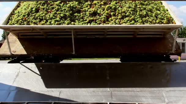 Truck unloading grapes into one of the lined crushers — Stock Video