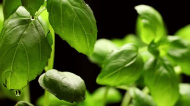 Taze yeşil fesleğen yaprağı closeup, döndürme