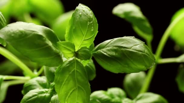 Fresh green basil leaves closeup, rotating — Stock Video