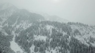 Kış ormanı taze karla kaplıdır..