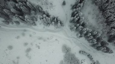 Kış ormanı taze karla kaplıdır..