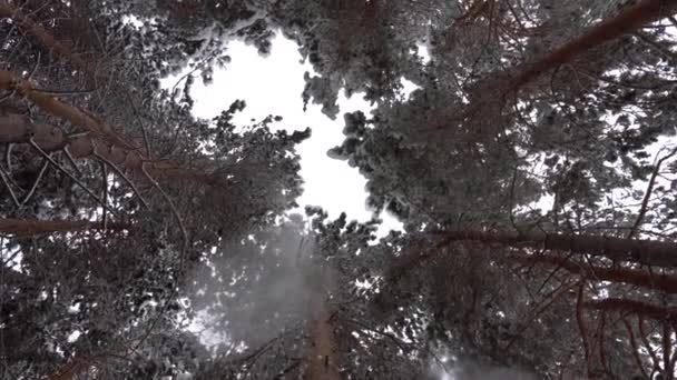 Blanco nieve esponjosa cae en el bosque. Humor festivo. — Vídeos de Stock
