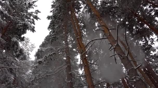 Im Wald fällt weißer, flauschiger Schnee. Festliche Stimmung. — Stockvideo