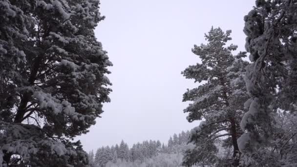 Witte pluizige sneeuw valt in het bos. Feestelijke stemming. — Stockvideo