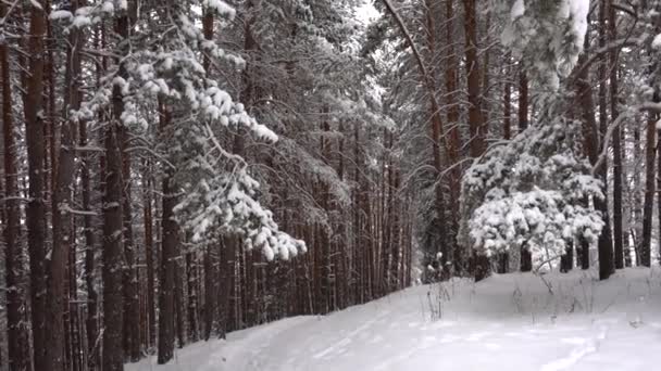 Blanco nieve esponjosa cae en el bosque. Humor festivo. — Vídeo de stock