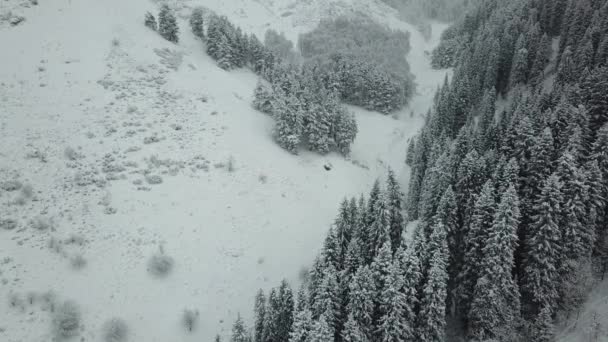 冬の森は新雪に覆われています. — ストック動画