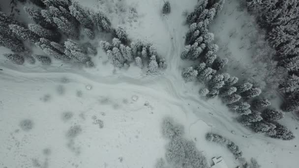 El bosque de invierno está cubierto de nieve fresca. — Vídeos de Stock