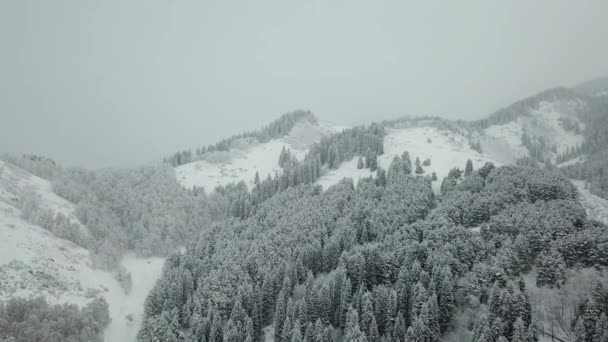 El bosque de invierno está cubierto de nieve fresca. — Vídeos de Stock