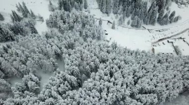 Kış ormanı taze karla kaplıdır..
