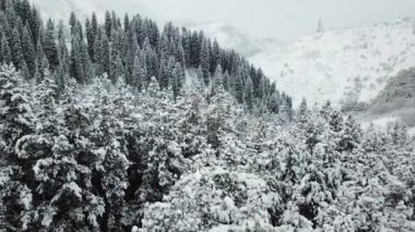 Kış ormanı taze karla kaplıdır..