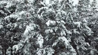 Kış ormanı taze karla kaplıdır..