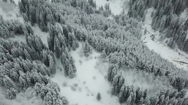 Het winterbos is bedekt met verse sneeuw. — Stockvideo