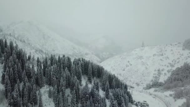 Het winterbos is bedekt met verse sneeuw. — Stockvideo