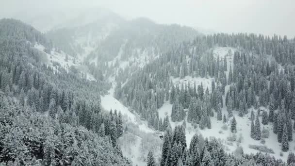 Der Winterwald ist mit Neuschnee bedeckt. — Stockvideo