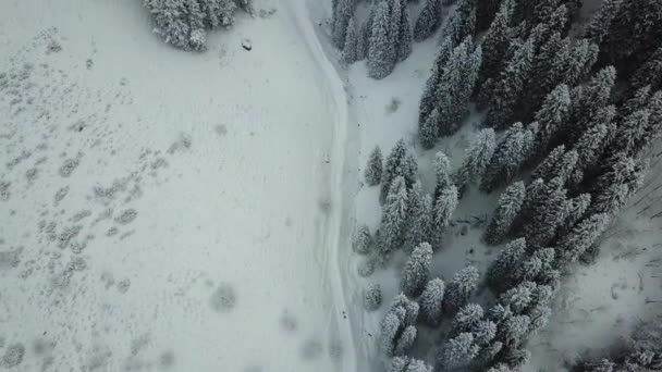 El bosque de invierno está cubierto de nieve fresca. — Vídeos de Stock