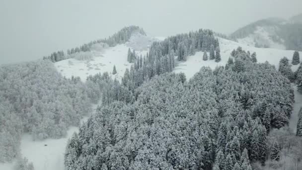 Der Winterwald ist mit Neuschnee bedeckt. — Stockvideo