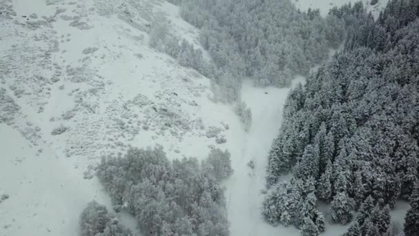 El bosque de invierno está cubierto de nieve fresca. — Vídeo de stock