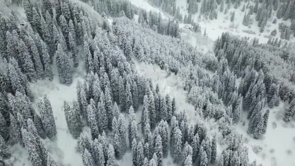 El bosque de invierno está cubierto de nieve fresca. — Vídeos de Stock