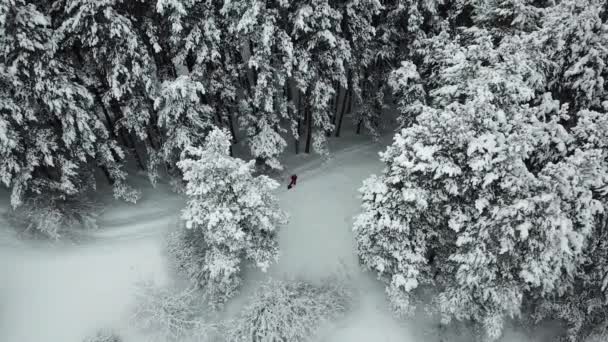 A téli erdőt friss hó borítja.. — Stock videók