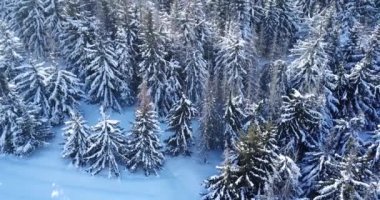 Dağların tepesindeki kış ormanı.