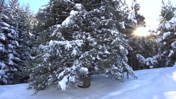 Forêt hivernale dans les montagnes. — Video