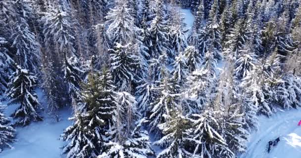 Foresta invernale alta in montagna. — Video Stock