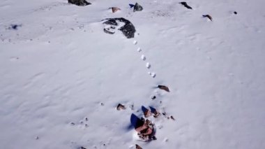 Karda tavşan izleri Dağlarda yükseklerde.