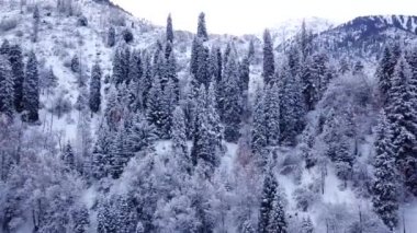 Kış ormanı ve karla kaplı yüksek dağlar