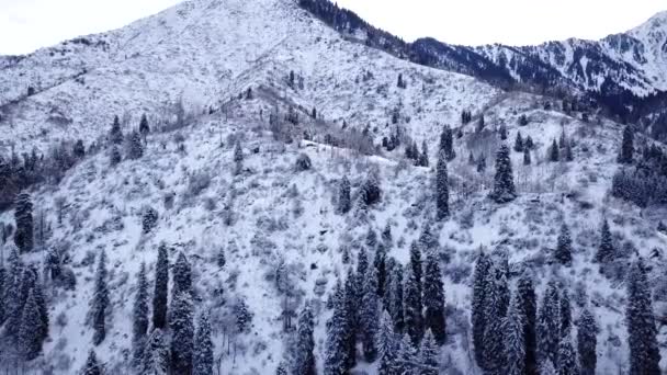 Bosque de invierno y altas montañas cubiertas de nieve — Vídeo de stock