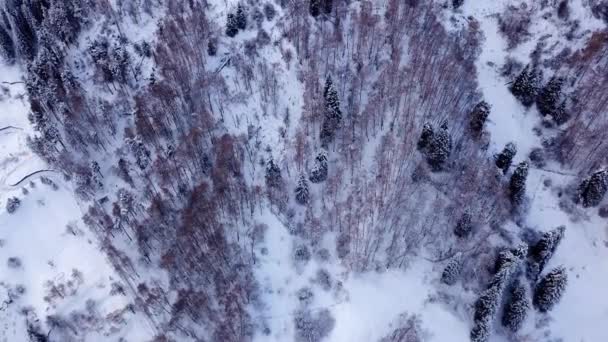 Zimní les a vysoké hory pokryté sněhem — Stock video