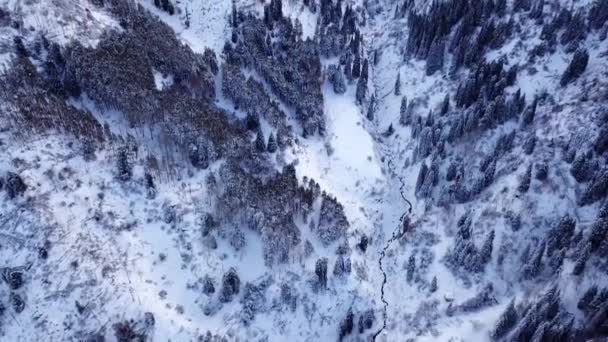 Зимний лес и высокие горы, покрытые снегом — стоковое видео