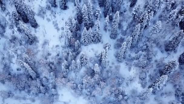 Snöiga berg, vinterskog och bilväg. — Stockvideo