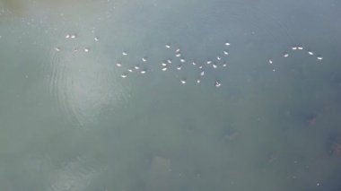 Bir ördek sürüsü Park 'taki dondurucu bir gölette dinleniyor.