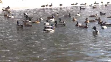 Parktaki bir gölette ördek ve güvercin sürüsü.