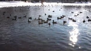 Parktaki bir gölette ördek ve güvercin sürüsü.