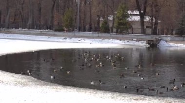 Parktaki bir gölette ördek ve güvercin sürüsü.