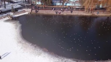 Bir ördek sürüsü Park 'taki dondurucu bir gölette dinleniyor.