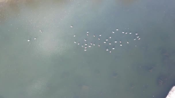 Una bandada de patos descansa en un estanque helado en Park — Vídeo de stock