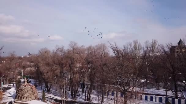 Un troupeau de canards repose sur un étang gelé dans le parc — Video