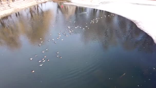 Eine Entenschar ruht auf einem zugefrorenen Teich im Park — Stockvideo