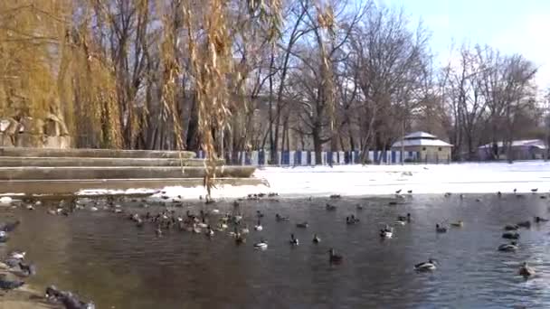 Hejno kachen a holubů na rybníce v parku — Stock video
