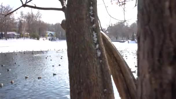 Una bandada de patos y palomas en un estanque en el Parque — Vídeos de Stock