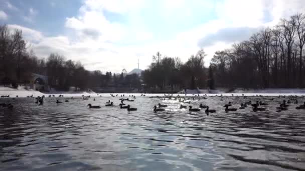 En flock ankor och duvor på en damm i parken — Stockvideo