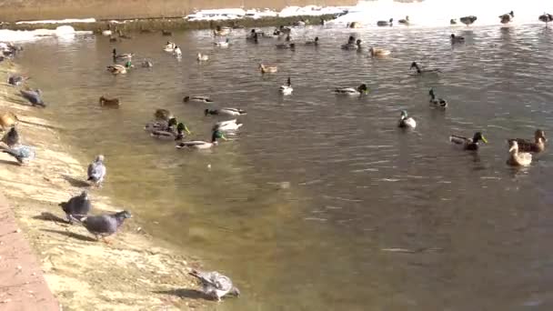 Ένα κοπάδι από πάπιες και περιστέρια σε μια λίμνη στο πάρκο — Αρχείο Βίντεο